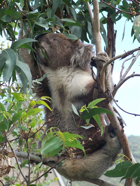 Australian Drop Bears Drop Bear Bear Koala Bear
