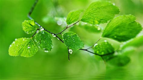 Beautiful Green Leaves With Water Drops Above Body Of Water Hd Nature