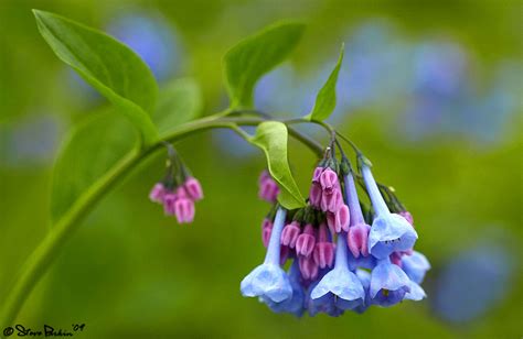 Virginia Bluebells Photo Steve Parkin Photos At