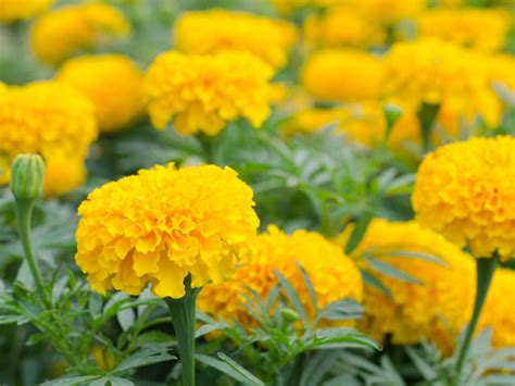 Tips And Information About Marigold Gardening Know How