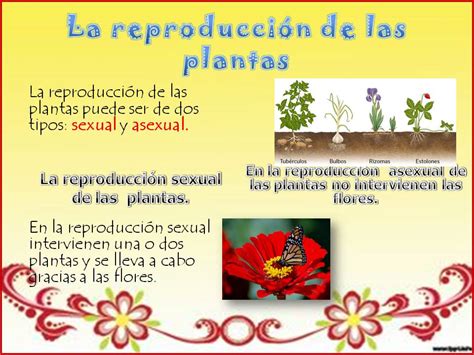 la reproducciÓn de las plantas my english and science