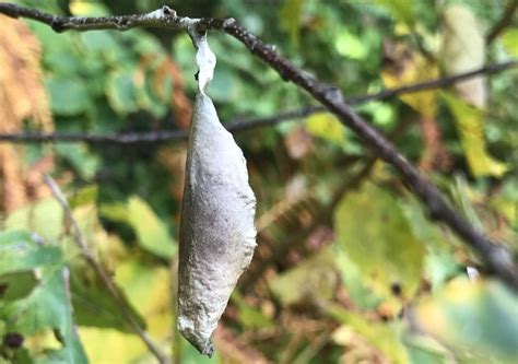 Locating And Identifying Cocoons Vermont Atlas Of Life