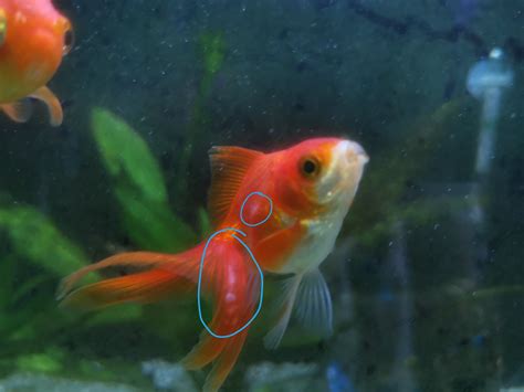 Help Identify White Spots On Goldfish Aquarium Forum