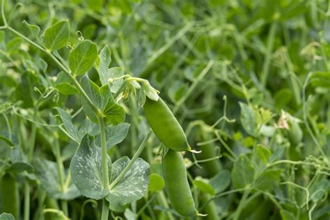 How To Grow Sugar Snap Peas Clean Green Simple