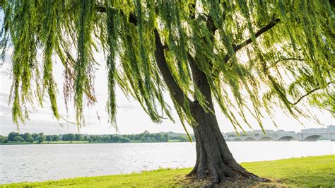 Things To Watch Out For If Theres A Weeping Willow In Your Yard