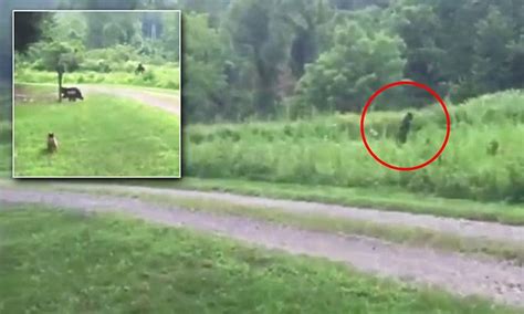 Bigfoot Sighting In North Carolina In Henderson County By Eric Walters