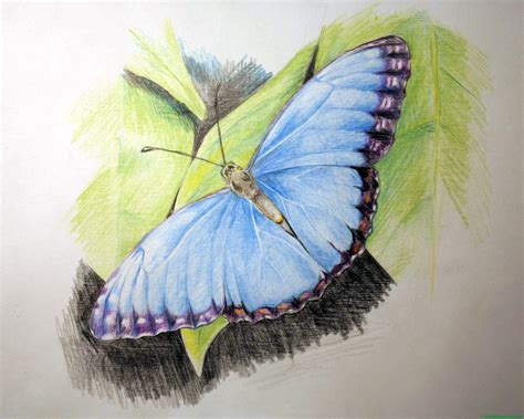 Ayudante Mamá Rusia Dibujos A Lapiz Mariposas Alta Exposición En El