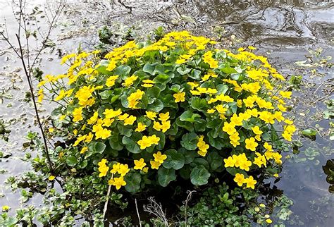 Mollyblobs Caltha Palustris Linnaeus Also Known As Marsh M Flickr