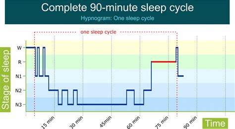 stages of sleep and sleep cycles explained infographi