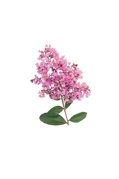Inthanin, queen's flower, large tree with beautiful purple flowers and hard shell brown seeds. Our Favorite Crepe Myrtle Varieties | Crepe myrtle, Myrtle ...