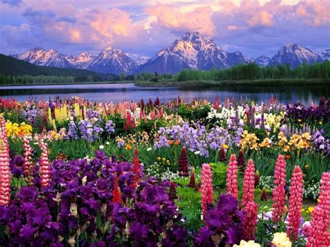 Peaceful Nature Flowers 3 The Art Mad Wallpapers