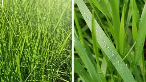 Ryegrass Vs Fescue Everything You Need To Know In One Place