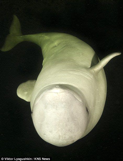 Naked Female Scientist Tries To Tame Beluga Whales In The Arctic