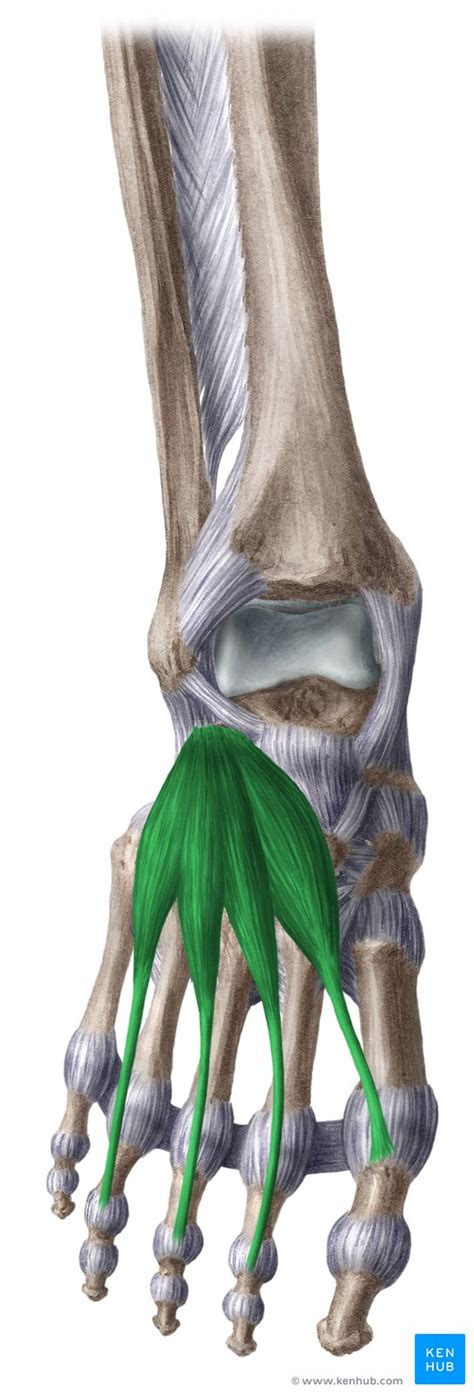 The skeleton of the foot is often subdivided, based on functional and clinical 10.16 the short muscles of the right foot from the plantar view. Dorsal muscles of the foot: Anatomy and function | Kenhub