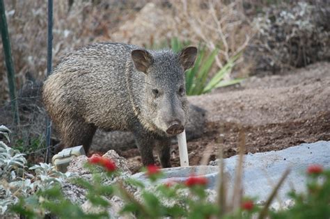 Peccaries Not Pigs Please Arizona Vacation Home Rentals