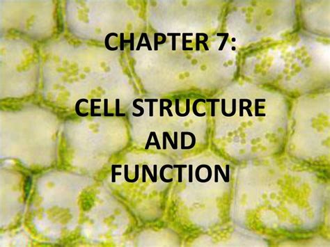 Ppt Chapter 7 Cell Structure And Function Powerpoint Presentation