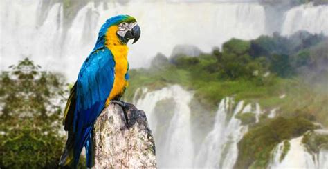 Iguazu Falls Brazil Paraná Book Tickets And Tours Getyourguide