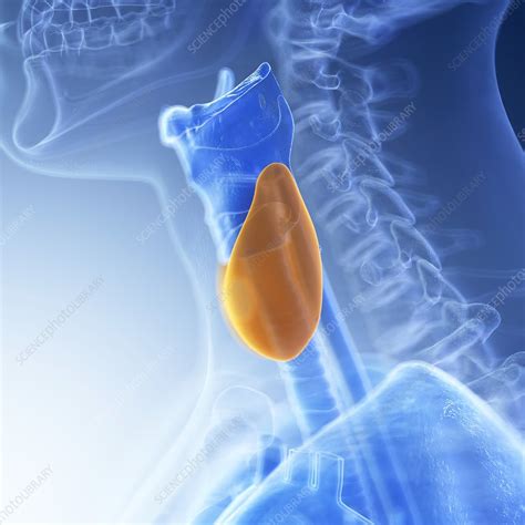 Illustration Of The Thyroid Stock Image F0236763 Science Photo