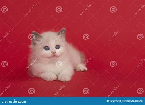 Cute Ragdoll Kitten With Blue Eyes Lying Down On A Red Background Stock