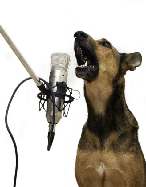 Can Your Dog Sing Dog Blog