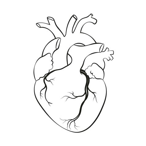 Human Heart Anatomical Realistic Line Art Vector Illustration