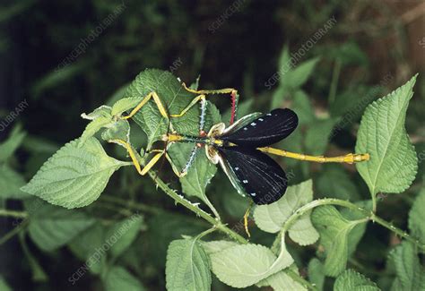 Stick Insect Stock Image Z3100035 Science Photo Library