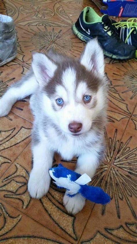 I Want This Puppy Beautiful Dog Breeds Most Beautiful Dogs Animals