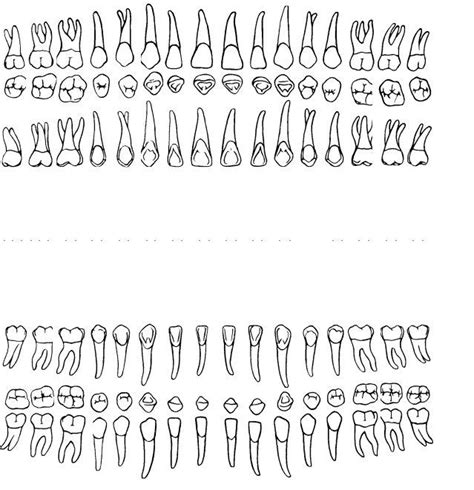 Periodontal Chart Form Fill Out Printable PDF Forms Online