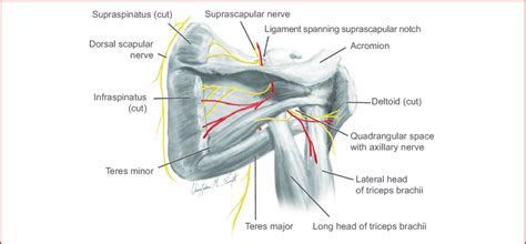 The system used here groups the muscles based on their function and topography (which are closely related in the upper limb) Posterior view of left shoulder showing paths of nerves ...