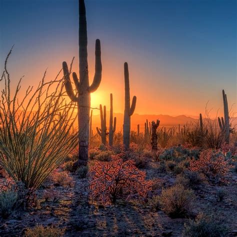 Exploring Saguaro National Park What To Know Before You Go Travelawaits