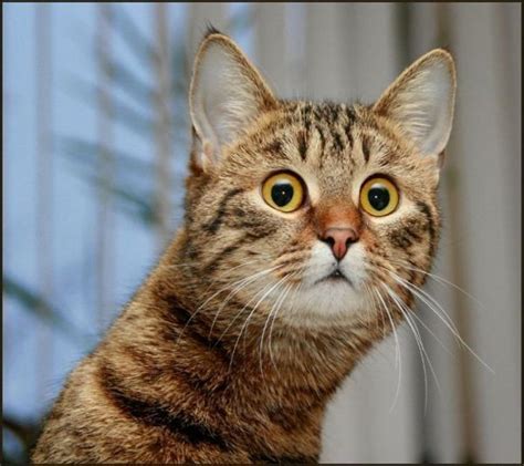 12funny Pictures Of Shocked Cats Cat Fancast