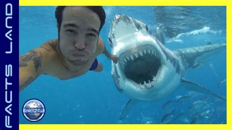 Shark Attacks Caught On Camera Youtube