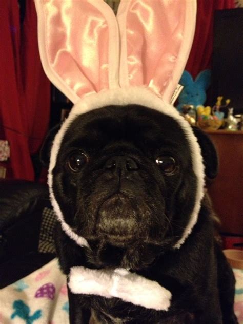 A Cheerful Puggy Easter Bunny Sweet Dogs Cute Animals Pugs