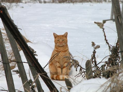 Alley Cat Allies Offers Extreme Cold Weather Safety Tips For Feral And