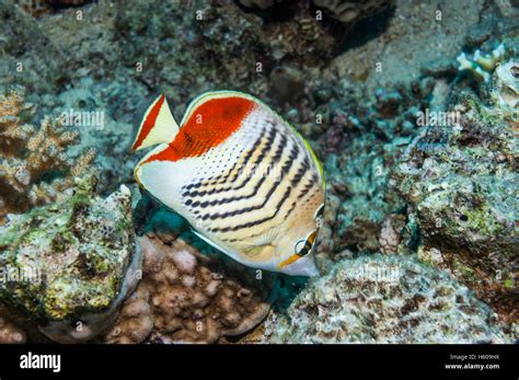 Red Sea Eritrean Or Crown Butterflyfish Chaetodon Paucifasciatus