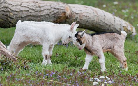 Baby Goat Wallpapers Top Free Baby Goat Backgrounds Wallpaperaccess