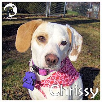 Pittsburgh is a city in pennsylvania with a population of 302,205. Pittsburgh, PA - Beagle. Meet Chrissy a Pet for Adoption.