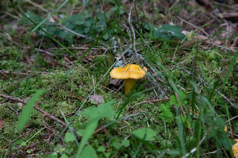 Chanterelle Foraging Guide Facts Identification Health Benefits And