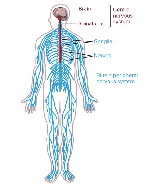 Central Nervous System Diagram Labeled Central Nervous System Diagram