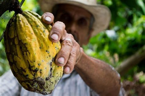 Panduan Lengkap Budidaya Kakao Agar Berbuah Lebat Suplemen Dan Pupuk