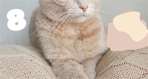 8 Gorgeous Beige Cream Cat Breeds Barkmind