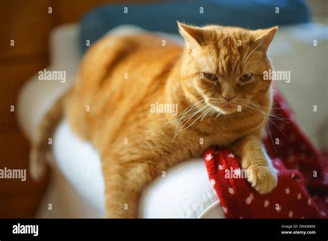 British Shorthair Ginger Tomcat Cat Stock Photo Alamy