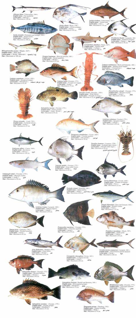 Different Types Of Fish for Pinterest
