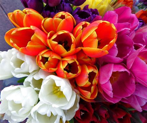 Tulips Spring Flowers Free Photo On Pixabay Pixabay