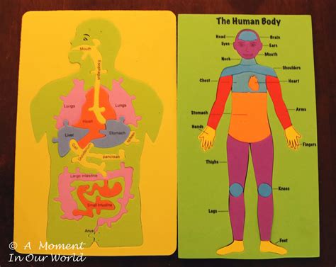 Human Body ~ Body Parts Simple Living Creative Learning