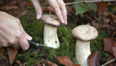 Washington State Mushroom Hunting Sciencing