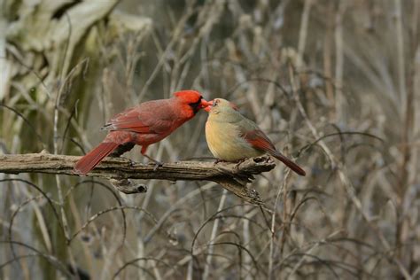 Northern Cardinal By Jackie B Elmore 3 4 2019 Lincoln Co Flickr