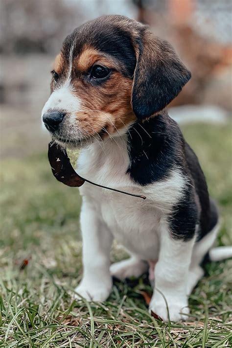 Beagle Puppies 25 Beautiful Beagles Talk To Dogs