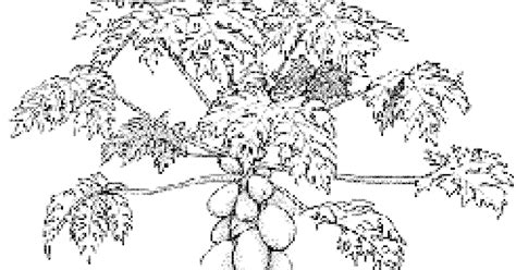 gambar pohon pepaya  diwarnai anak anak contoh anak