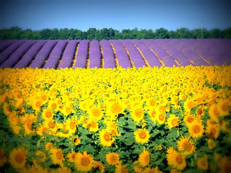 Go Out There The Beautiful Sunflower And Lavender Field In Provence